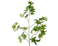 Spray polyester l10b50h110cm groen