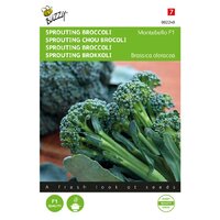 Sprouting broccoli montobello f1 - afbeelding 1