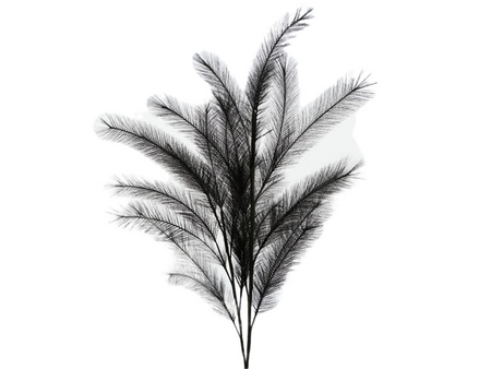 Steel panicle gras l100cm zwart