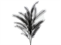 Steel panicle gras l100cm zwart