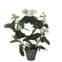 Stephanotis in pot d40h50cm wit (Zijde-plant)