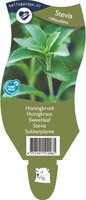 Stevia rebaudiana P11