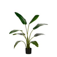 Strelitzia in pot d75h120cm groen