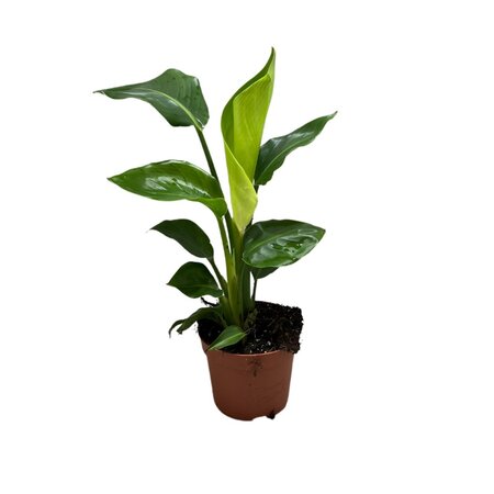 Strelitzia nicolai 2pp