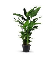 Strelitzia nicolai