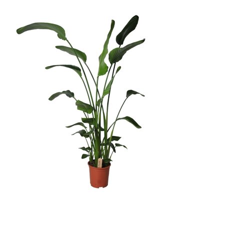 Strelitzia nicolai