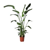 Strelitzia nicolai