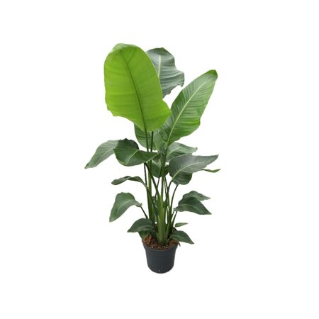 Strelitzia nicolai