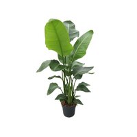 Strelitzia nicolai