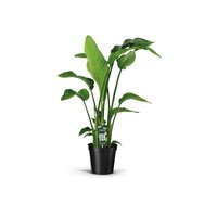 Strelitzia nicolai