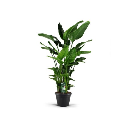 Strelitzia nicolai