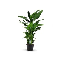 Strelitzia nicolai