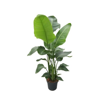 Strelitzia nicolai