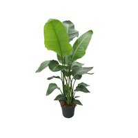 Strelitzia nicolai
