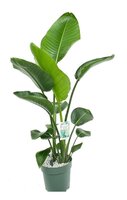 Strelitzia nicolai pot 24 cm met watermeter