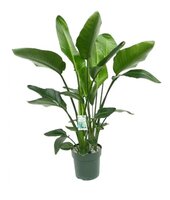 Strelitzia nicolai pot 30 cm met watermeter
