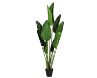Strelitzia plastic d70h150cm groen (Zijde-bloem)