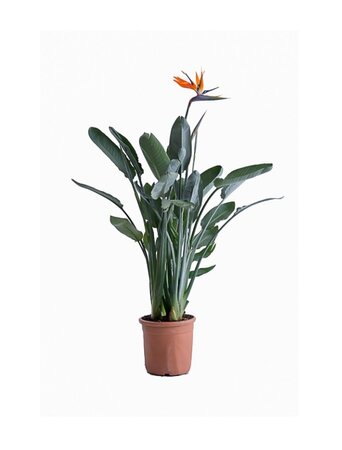 Strelitzia reg.
