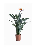 Strelitzia reg.