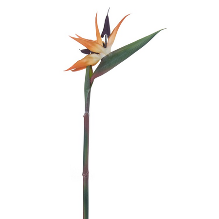 Strelitziasteel l95cm oranje