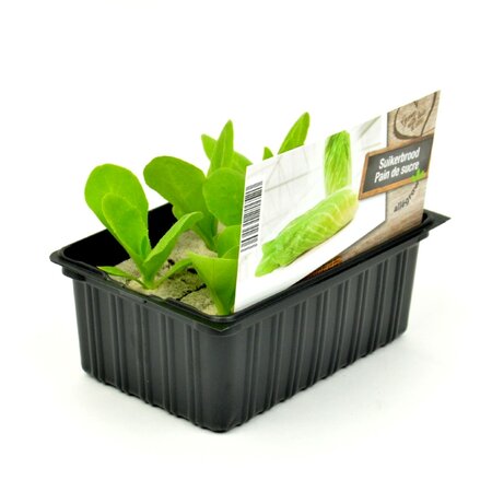 Suikerbrood - afbeelding 1