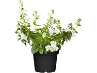 Sutera White Showers P10,5
