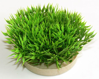 Sydecogreen moss