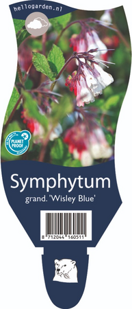 Symphytum gra. 'Wisley Blue'
