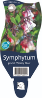 Symphytum gra. 'Wisley Blue'
