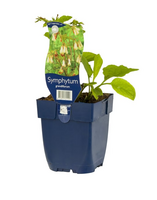 Symphytum grandiflorum - afbeelding 2