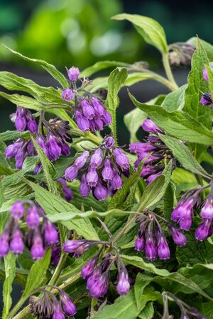 Symphytum officinale
