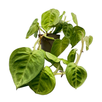 Syngonium Frosted Heart pot 14 cm