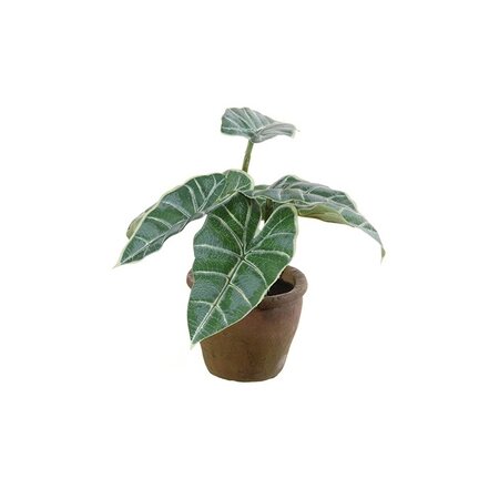 Syngonium in pot h25cmgroen (Zijde-plant)