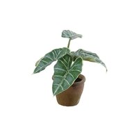 Syngonium in pot h25cmgroen (Zijde-plant)