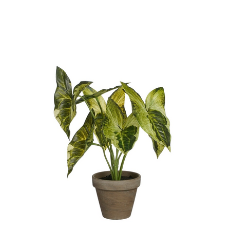 Syngonium in pot d21h28cm groen