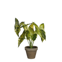 Syngonium in pot d21h28cm groen