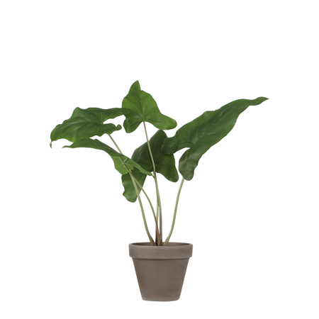 Syngonium in pot d38h43cm groen (Zijde-plant)