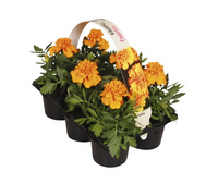 Tagetes klein bloemig P9 - afbeelding 2