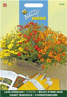 Tagetes signata pumila randjesafrikaan 1gram - afbeelding 3