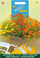 Tagetes signata pumila randjesafrikaan 1gram - afbeelding 4