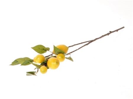 Tak lemon plant l80b20h14cm geel