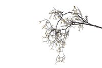 Tak plc vine l110cm zwart/goud