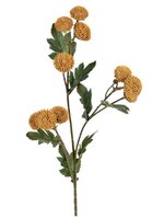 Tanacetumsteel l62cm beige