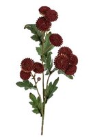 Tanacetumsteel l62cm dk rood