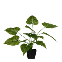 Taro in pot d28h32cm groen