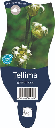 Tellima grandiflora P11