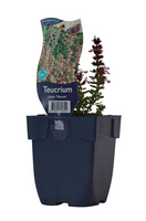 Teucrium chamaedrys 'Nanum' - afbeelding 2
