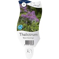 Thalictrum 'Black Stockings'
