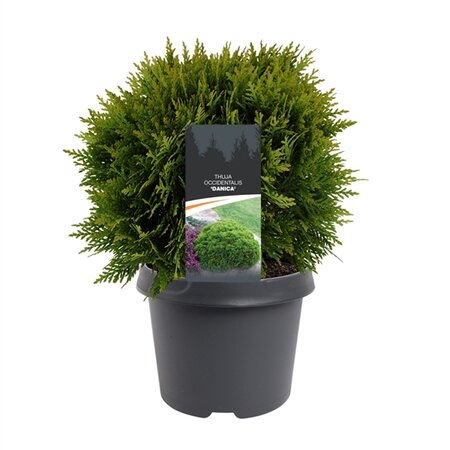 Thuja occ. 'Danica'