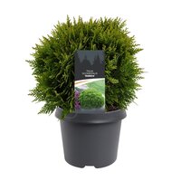 Thuja occ. 'Danica'